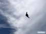 Air Show Miami Beach 2021