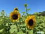 Albritton Fruit Farms