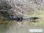 Aligator przy szkole