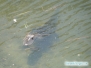 Aligator w naszym stawie
