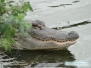 Aligator w parku Twin Lakes