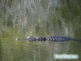 Aligator w Pine View