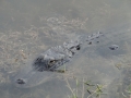 AlligatorsPalmHarbor1
