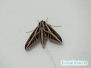 Banded Sphinx Moth