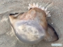 Canonball jellyfish