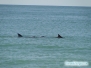 Delfiny na plaży North Jetty Beach Park