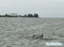 Delfiny w Big Pass