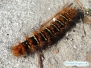 Echo Moth