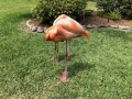 FlamingiSarasotaJungleGardens1