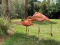 FlamingiSarasotaJungleGardens11