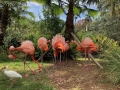 FlamingiSarasotaJungleGardens12