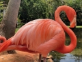 FlamingiSarasotaJungleGardens13