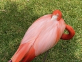 FlamingiSarasotaJungleGardens14