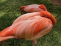 FlamingiSarasotaJungleGardens15