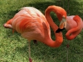 FlamingiSarasotaJungleGardens17