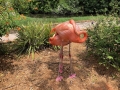FlamingiSarasotaJungleGardens19