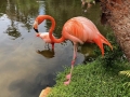FlamingiSarasotaJungleGardens2