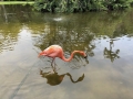 FlamingiSarasotaJungleGardens3