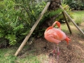 FlamingiSarasotaJungleGardens4