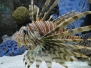 Galeria główna w MOTE Aquarium