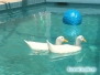 Kaczki w basenie