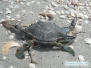 Krab na Casey Key