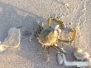 Krab na Siesta Key Beach