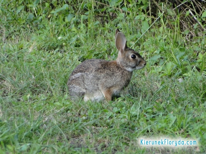 Królik amerykański (Cottontail rabbit)