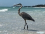 Longboat Key i czapla modra