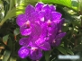 Marie Selby Botanical Gardens