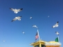 Mewy na Siesta Key Beach