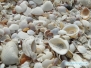 Muszelki na Casey Key