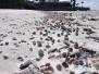 Muszelki na Crescent Beach