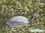 Na ratunek żółwiowi