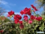 Palma Sola Botanical Park