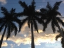Palmy przed zachodem słońca