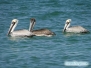 Pelikany na Siesta Key Beach