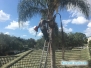 Przycinanie palm 2016