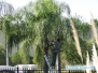 Przycinanie palm