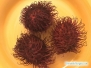 Rambutan