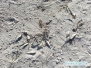 Red tide na Siesta Key Beach