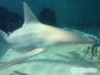 Rekiny w MOTE Aquarium