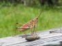 Romalea microptera