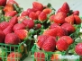 Sarasota Farmers Market