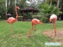 Sarasota Jungle Gardens