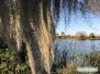 Spanish Moss