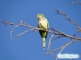 Zielone papugi