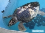 Żółwie morskie w MOTE Aquarium